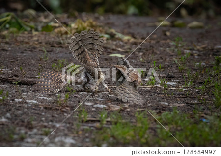 Eurasian wryneck, Jynx torquilla. Eurasian wryneck, Jynx torquilla. 128384997