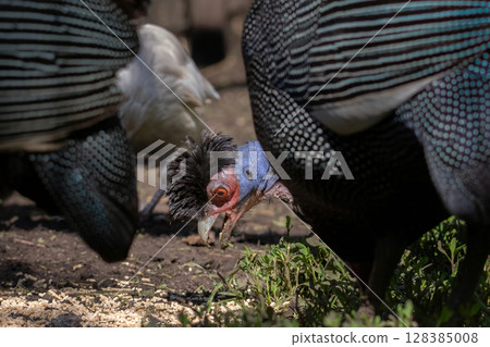 Black guinea fowl in the grass. Aviary for birds. 128385008