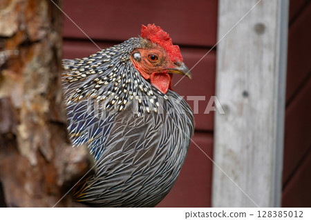 Grey junglefowl, Sonnerat's junglefowl (Gallus sonneratii) in zoo. 128385012