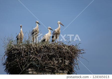White stork, Ciconia ciconia, large bird, stork family Ciconiidae. 128385013