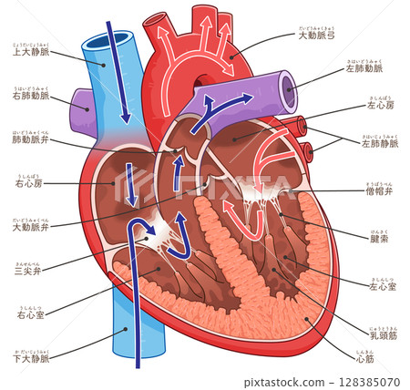 心臟橫切面的插圖 128385070