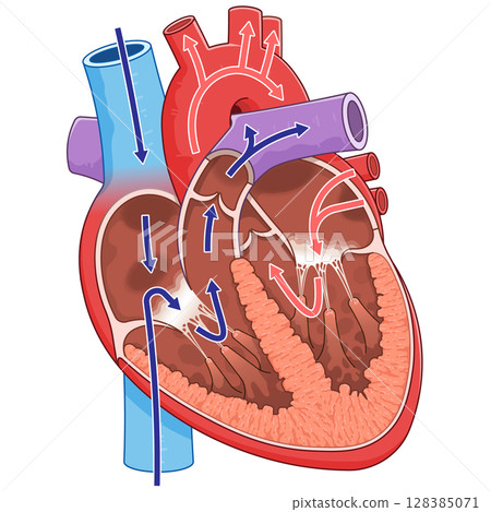 心臟橫切面的插圖 128385071