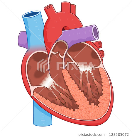 Illustration of a cross section of the heart 128385072