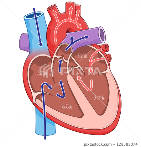 Illustration of a cross section of the heart 128385074