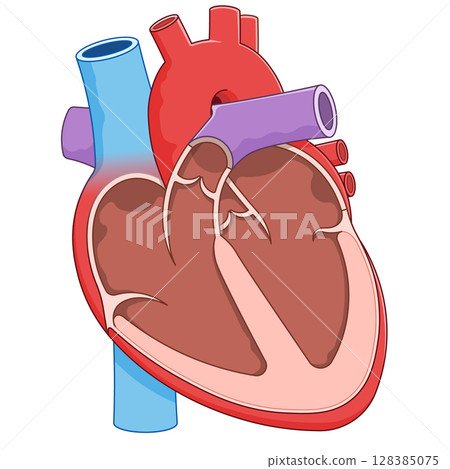 Illustration of a cross section of the heart 128385075