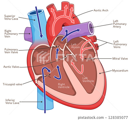 Illustration of a cross section of the heart 128385077