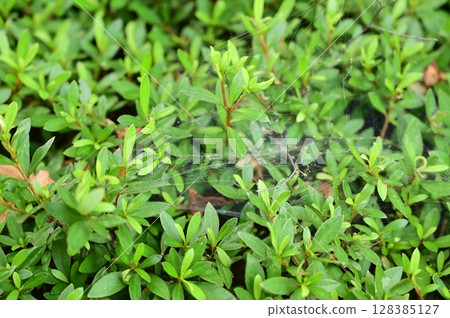 樹籬裡的蜘蛛巢 128385127