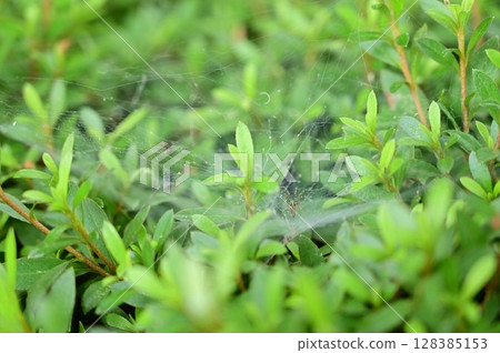 A spider's nest in a hedge 128385153