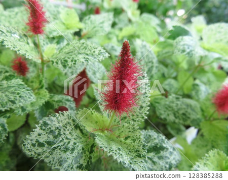 Cattail Variegata Cattail Variegata 128385288