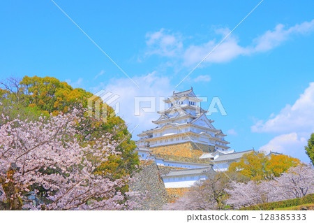Scenery of cherry blossoms in full bloom and Himeji Castle, Himeji City, Hyogo Prefecture Scenery of cherry blossoms in full bloom and Himeji Castle, Himeji City, Hyogo Prefecture 128385333