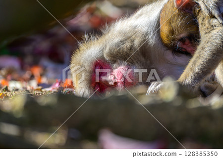 Japanese macaque parent and child taking a nap 128385350