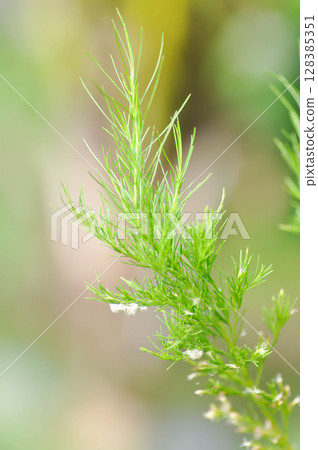 Dog fennel, dogfennel or Eupatorium capillifolium or false dill tree or Asteraceae 128385351