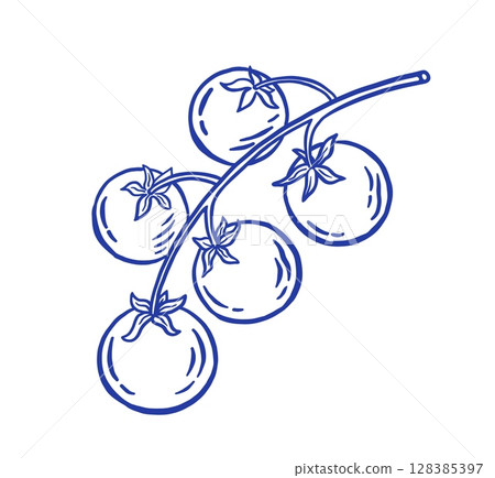 Hand draw tomato vector illustration. Organic vegetable in doodle style. Healthy food. 128385397