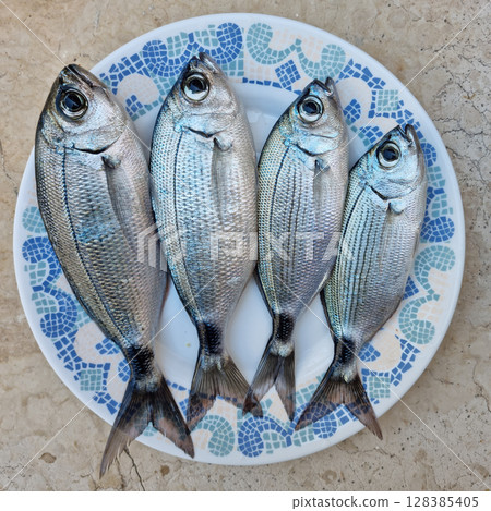 Saddled seabreams Saddled seabreams 128385405