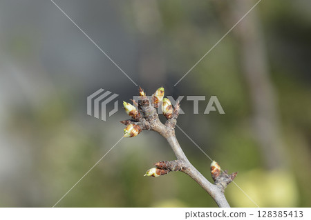 Plum Valor Plum Valor 128385413