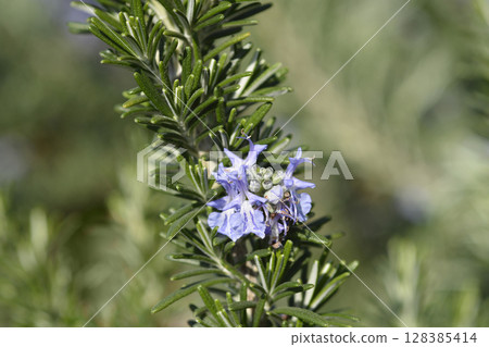 Rosemary flower Rosemary flower 128385414