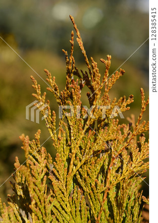 Western Red Cedar Tiger Gold Western Red Cedar Tiger Gold 128385415