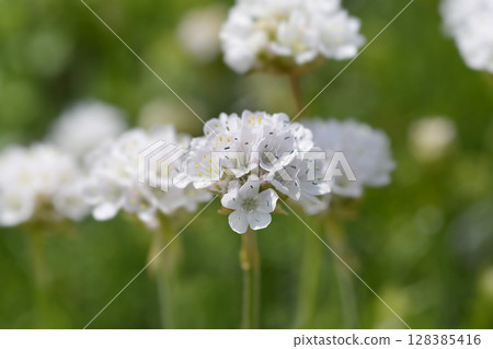 Sea Thrift Armada White Sea Thrift Armada White 128385416