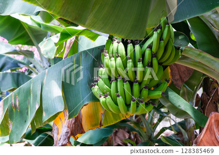 香蕉在香蕉樹增長 128385469