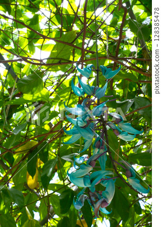 Jade Kudzu Flower Jade Kudzu Flower 128385478