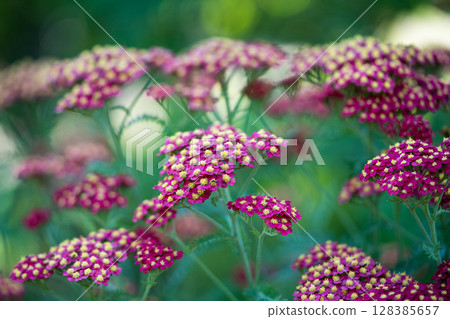 Red Common Yarrow flowers. Ornamental plant Achillea millefolium (Paprika) in bloom in garden.  128385657