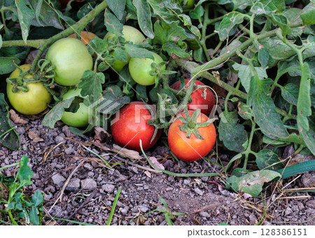 Natural red tomatoes on the bush, grown in the garden without the use of chemicals, 100% natural product 128386151