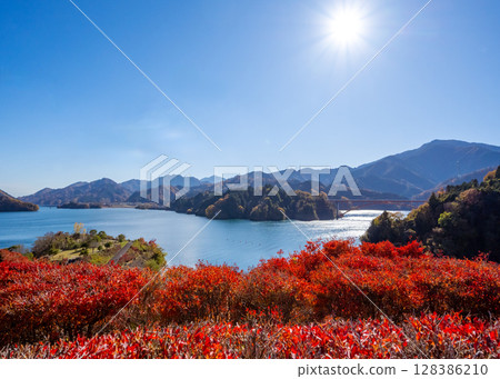 宮瀨湖鳥居原公園的吊鐘花紅葉美景 128386210