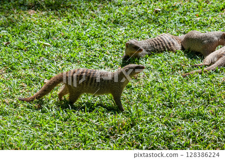 Banded Mongoose -Mungos mungo- being caring an playful Banded Mongoose -Mungos mungo- being caring an playful 128386224