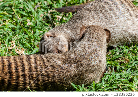 Banded Mongoose -Mungos mungo- being caring an playful 128386226