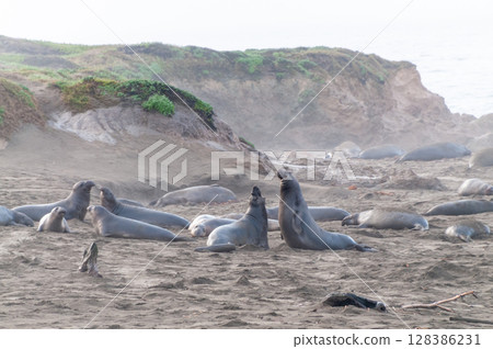 At the Elephant Seal Vista Point 128386231
