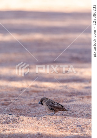 sociable weaver bird sociable weaver bird 128386232