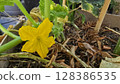 A detailed close up of a vibrant yellow flower blooming on a plant 128386535
