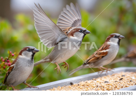 House sparrow landing on bird feeder with spread wings 128386793