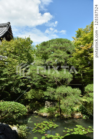 Summer at Eikando Zenrinji Temple's pond garden (Sakyo Ward, Kyoto City) Summer at Eikando Zenrinji Temple's pond garden (Sakyo Ward, Kyoto City) 128387524