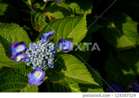 Hydrangea Hydrangea 128387529