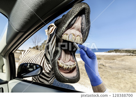Zebra getting a dental checkup through a car window 128388700