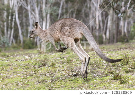 A Kangaroo hopping in the forest in Wollemi National Park 128388869