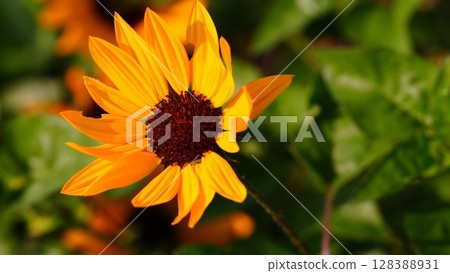 I received energy and power from the vitamin-rich colors of the summer flower, the sunflower. I received energy and power from the vitamin-rich colors of the summer flower, the sunflower. 128388931