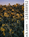 sunflower, bloom, sunflower field 128388952