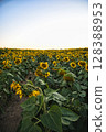 sunflowers, sunflower field, flower field 128388953