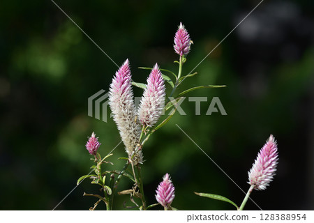 Celosia 128388954