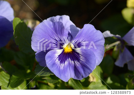 藍色三色堇花 128388973
