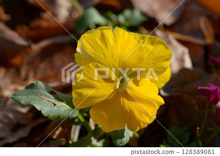 Yellow pansy flowers 128389081
