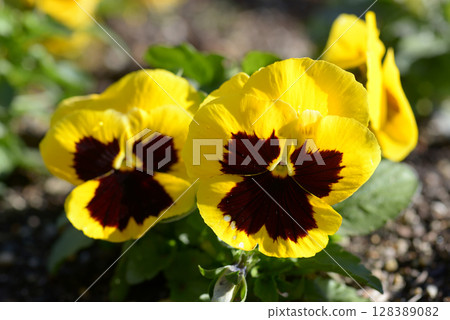 Yellow pansy flowers Yellow pansy flowers 128389082
