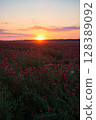 sunset, flowers, flower field 128389092