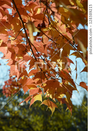 楓香樹的秋葉 128389215