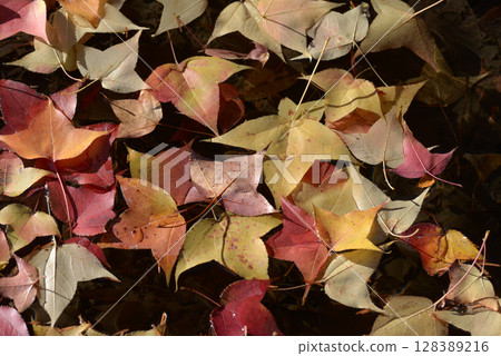 楓香樹的落葉 128389216