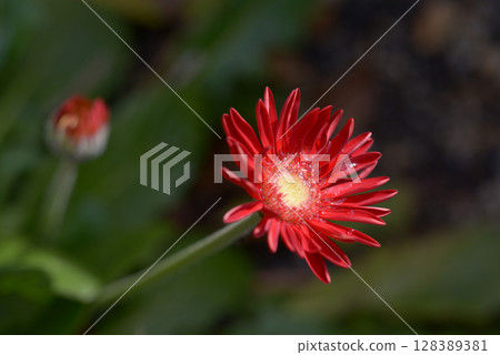 雛菊 128389381