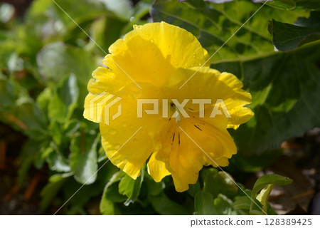 黃色三色堇 128389425