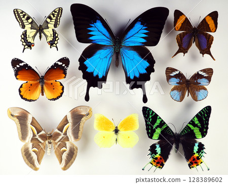 Various tropical butterflies arranged on a white background highlight unique colors and patterns. These delicate specimens represent the beauty and diversity found in tropical regions. 128389602